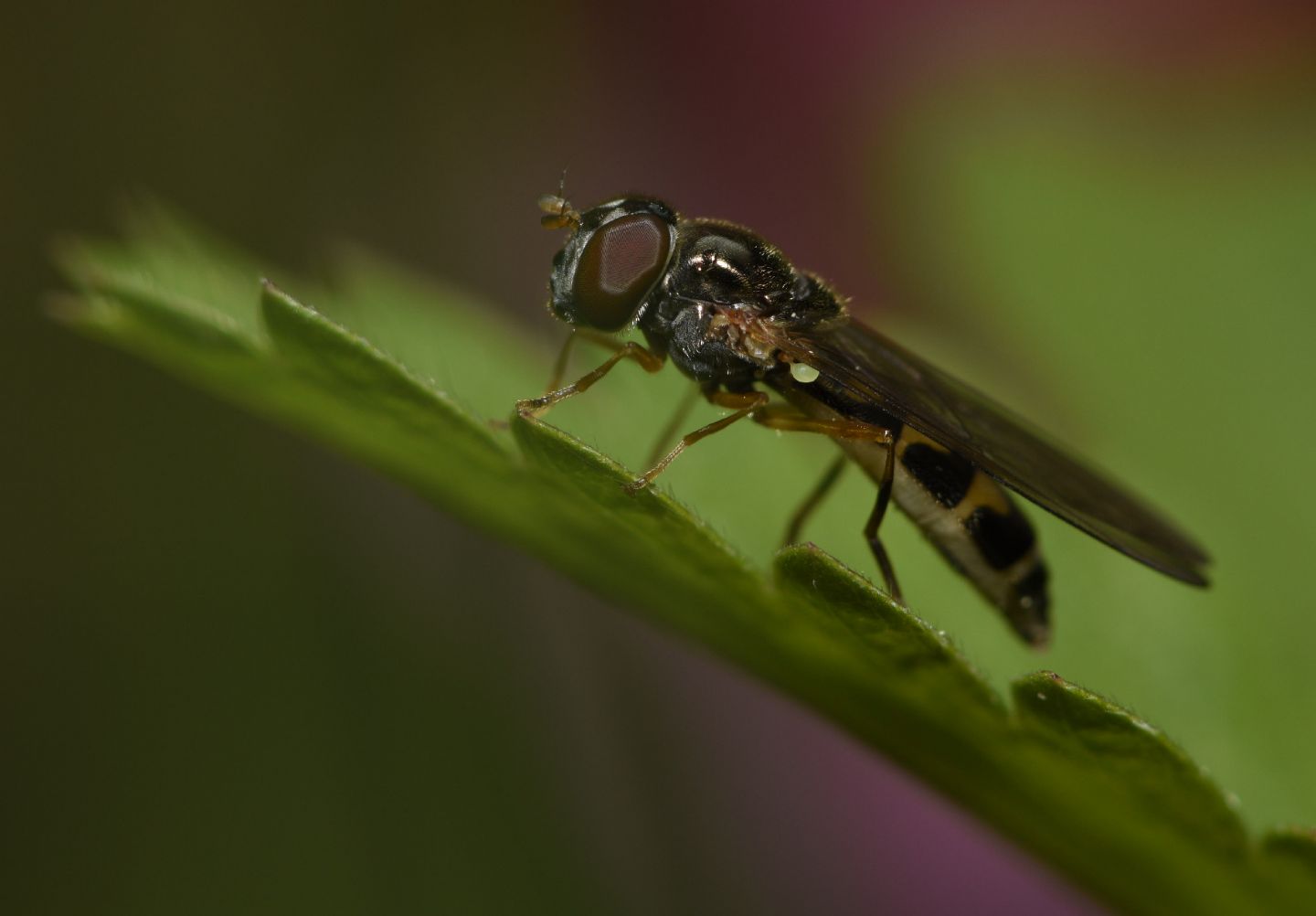 Melanostoma mellinum, femmina (Syrphidae)